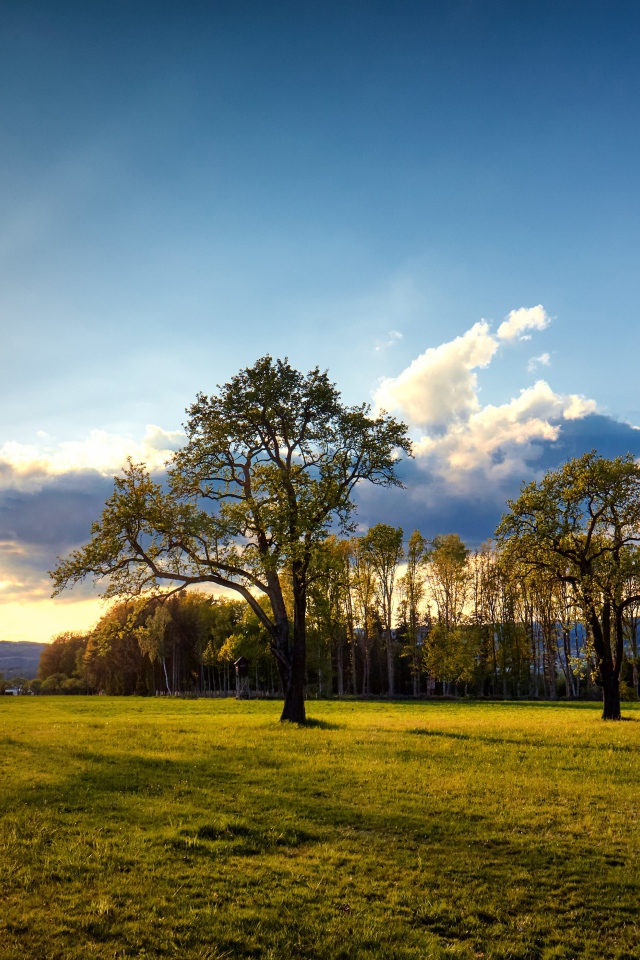 Зеленые деревья и трава в парке на рассвете