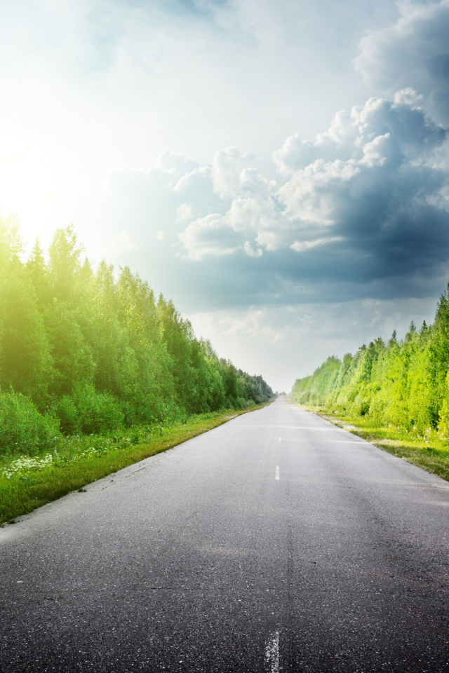 Зеленые деревья в лучах солнца у дороги