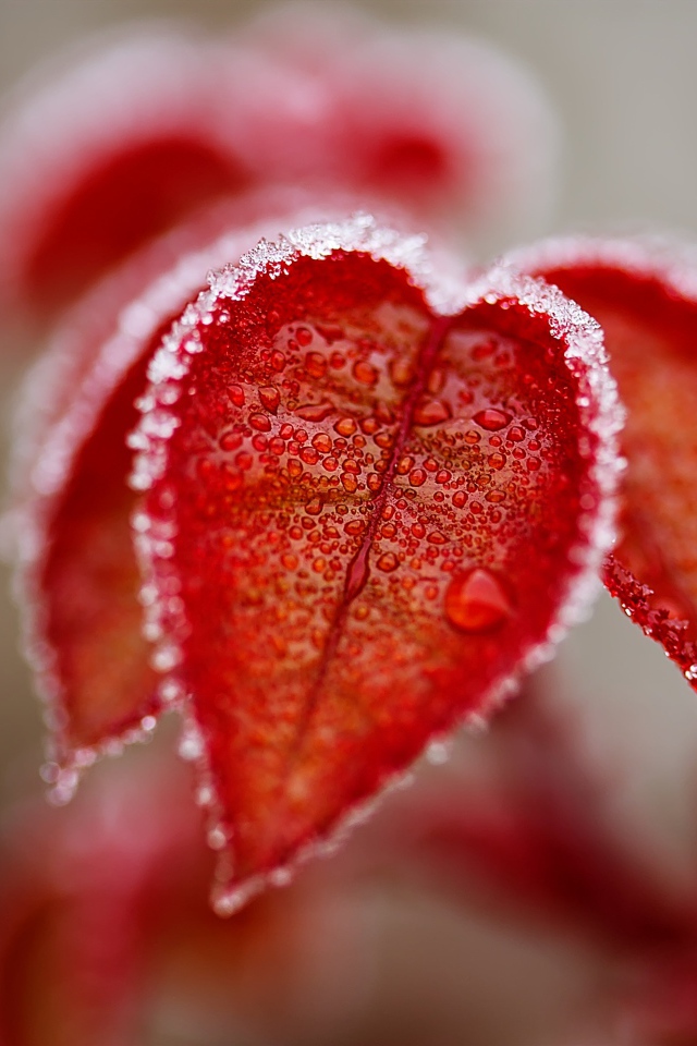 Оранжевые листья в снегу крупным планом