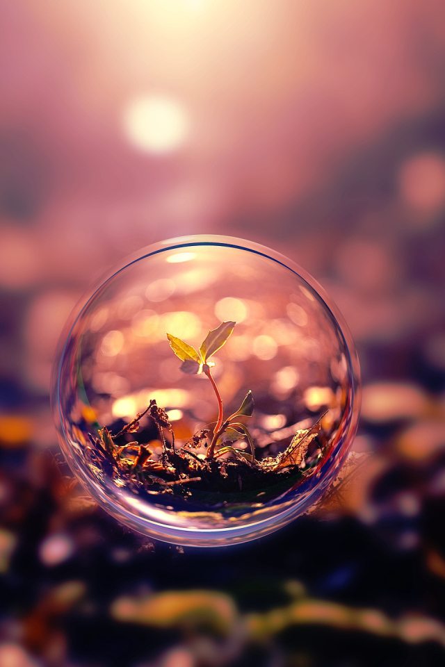 Росток пробивается в стеклянном шаре 