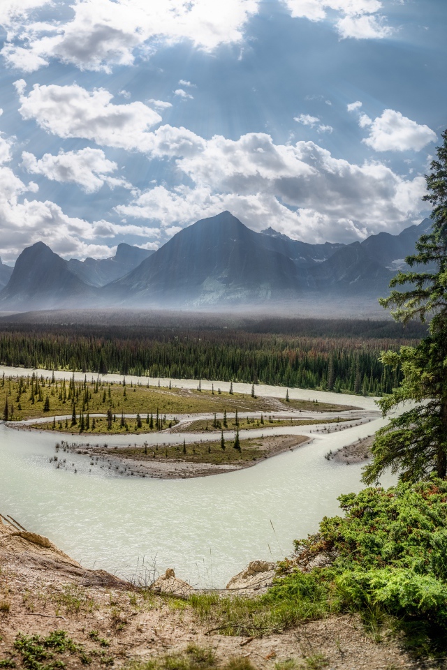 Высокие зеленые сосны на берегу реки в горах 