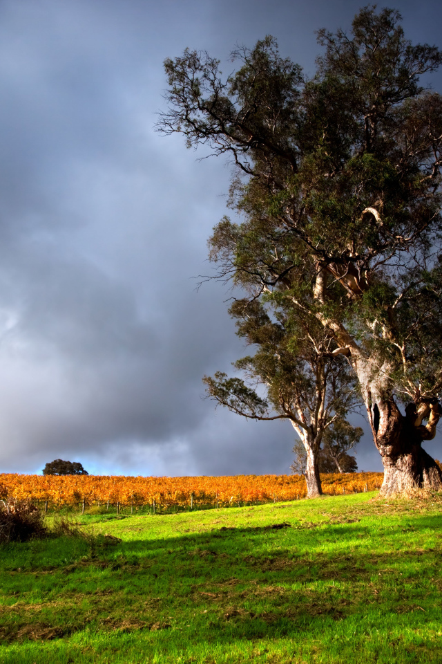 Высокое дерево под грозовым небом 