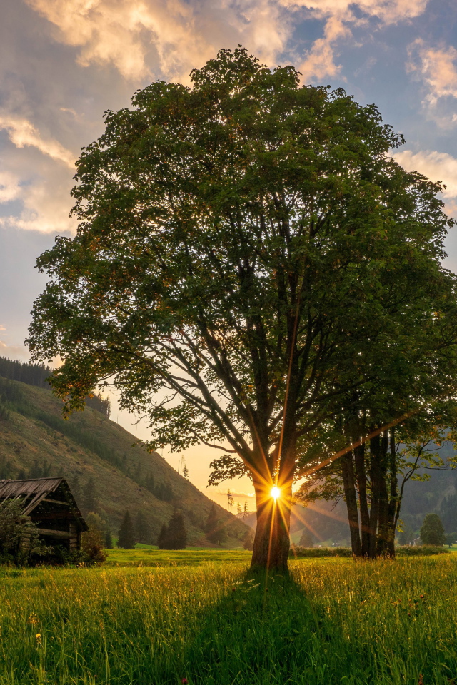 Высокое дерево с зелеными листьями в лучах солнца