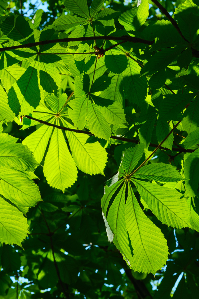 Солнце пробивается сквозь зеленые листья каштана 