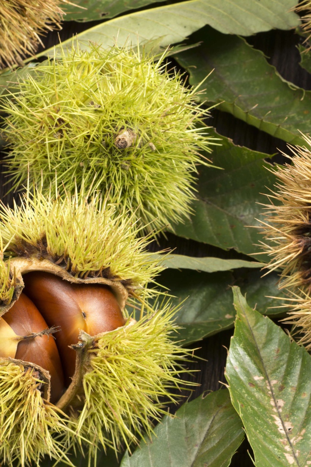 Колючие лесные орехи на дереве 