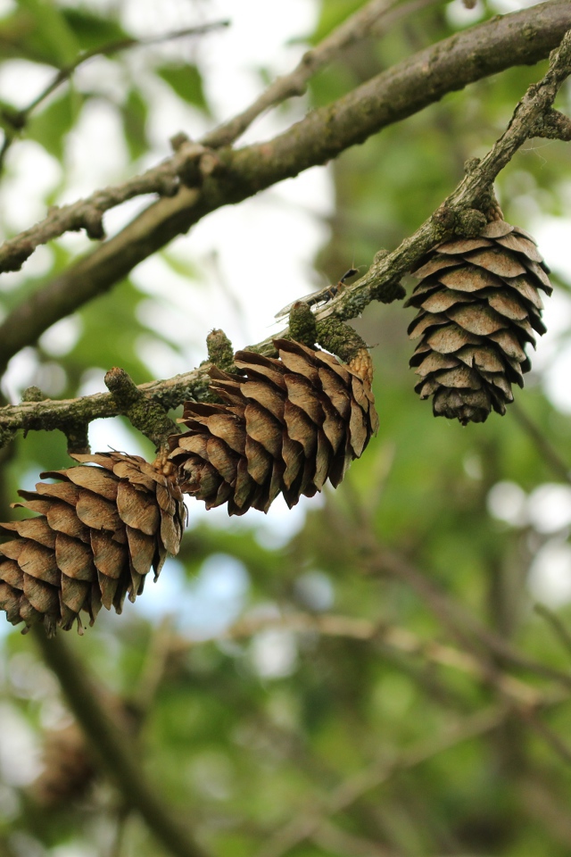 Три сосновые шишки висят на ветке 