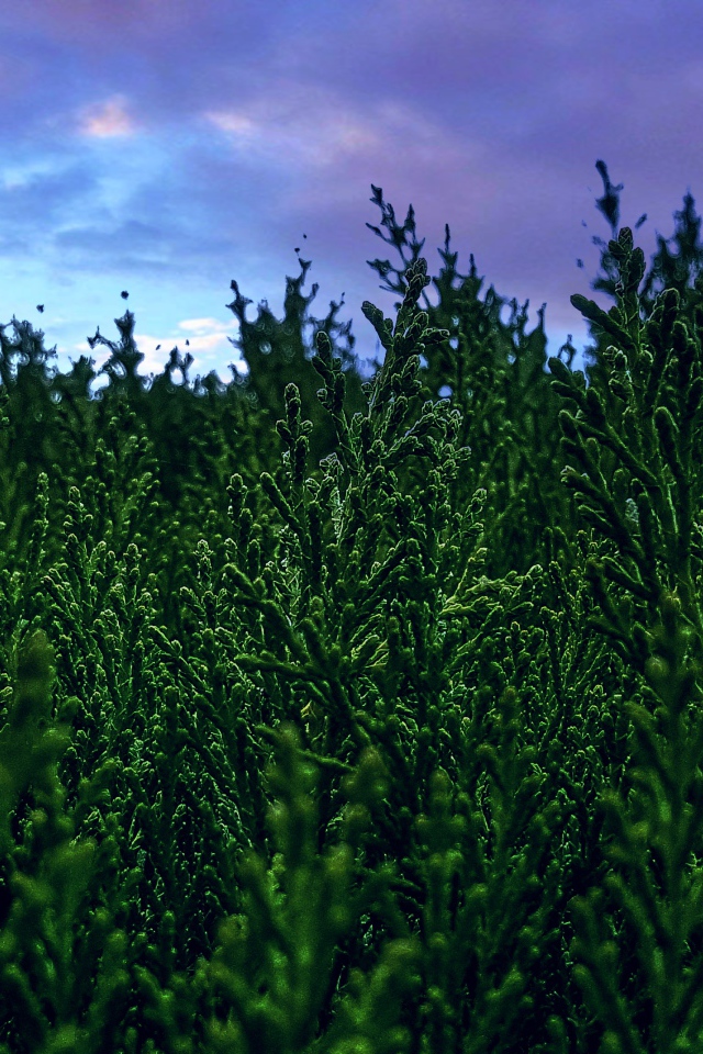 Зеленые заросли туи под пасмурным небом