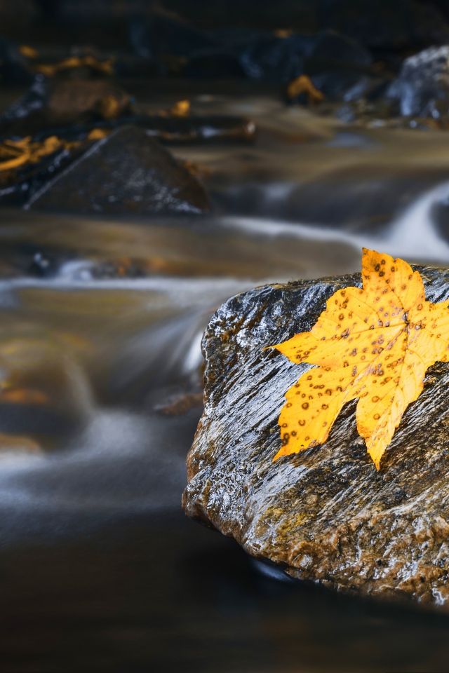Мокрые камни с оранжевым листом в воде