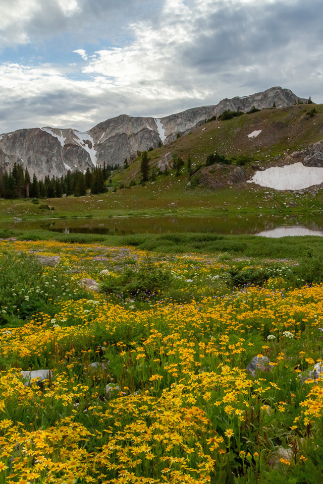 Желтые цветы на берегу реки у гор 
