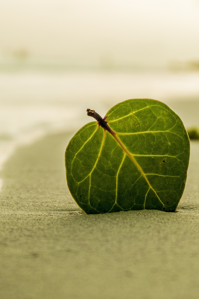 Зеленый лист на желтом песке у моря 