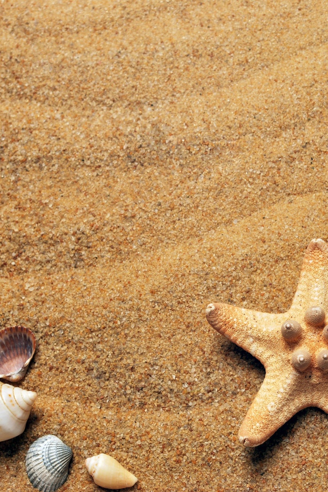 Горячий летний песок с ракушками 