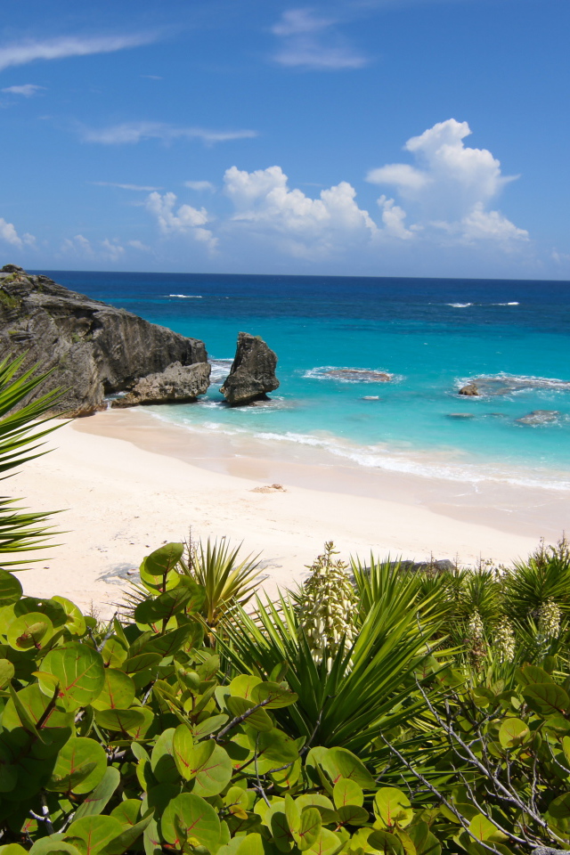 Колючие заросли на берегу океана с белым песком