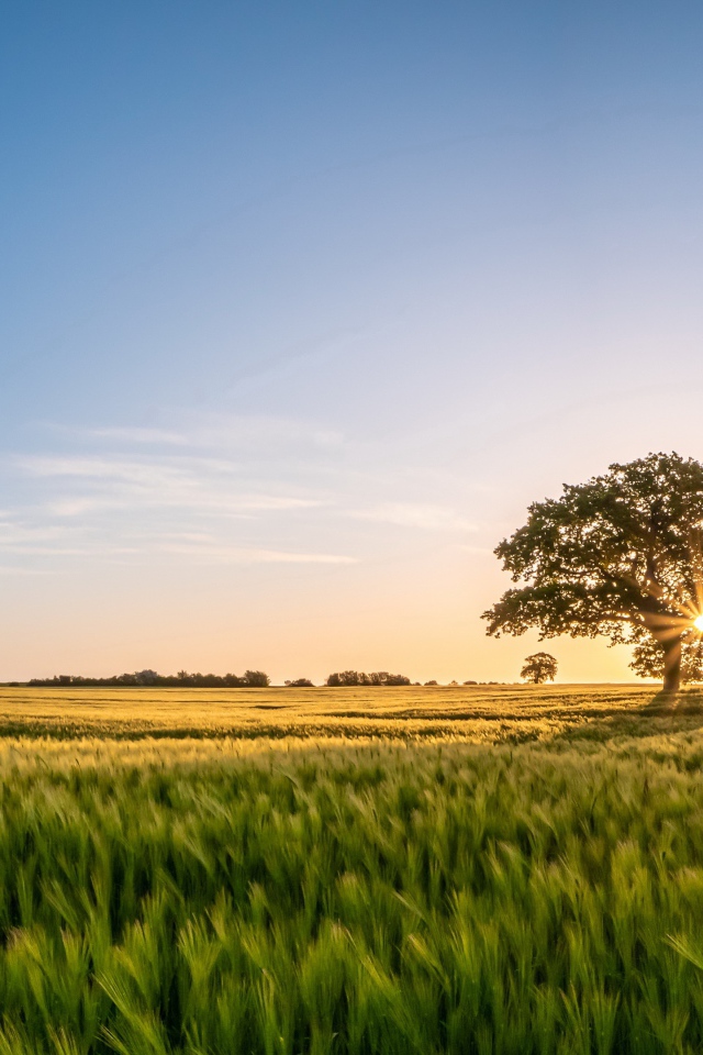 Большое дерево в лучах солнца на поле с пшеницей 