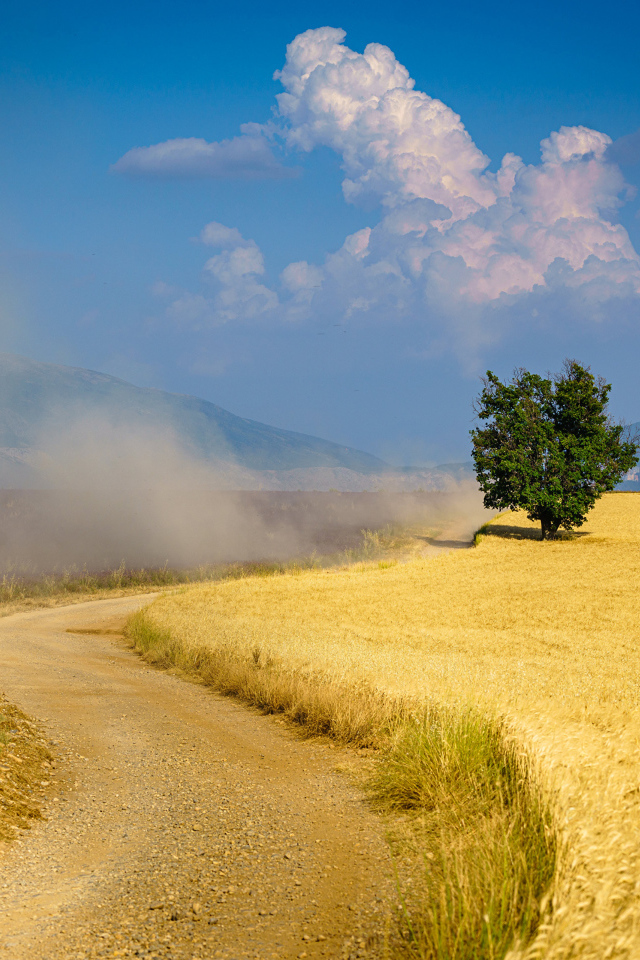 Пыльная дорога у поля с пшеницей под голубым небом 