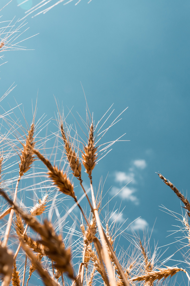 Колосья пшеницы на фоне голубого неба в лучах солнца 
