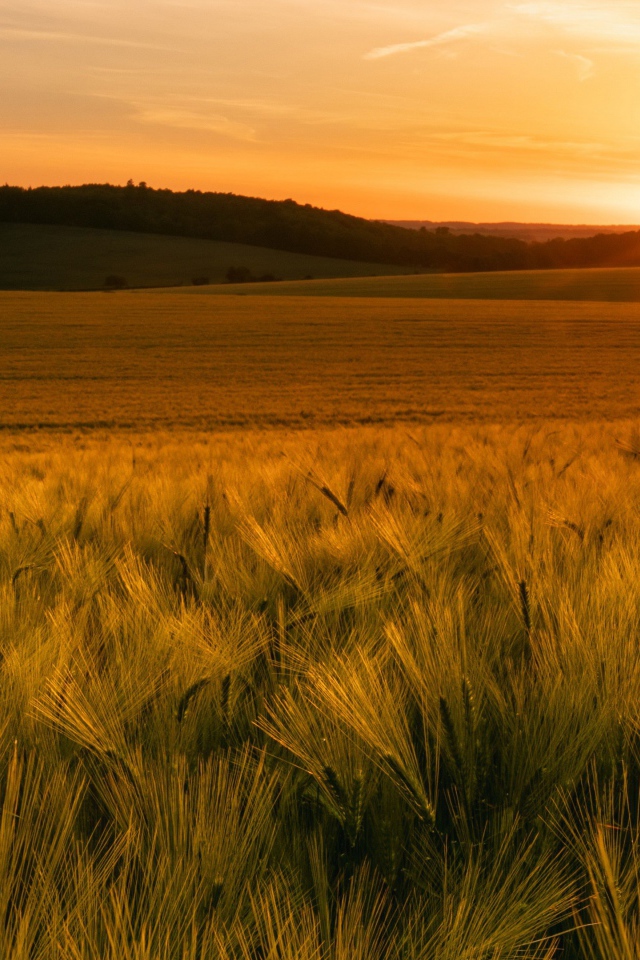 Зеленые колосья пшеницы в лучах яркого солнца 