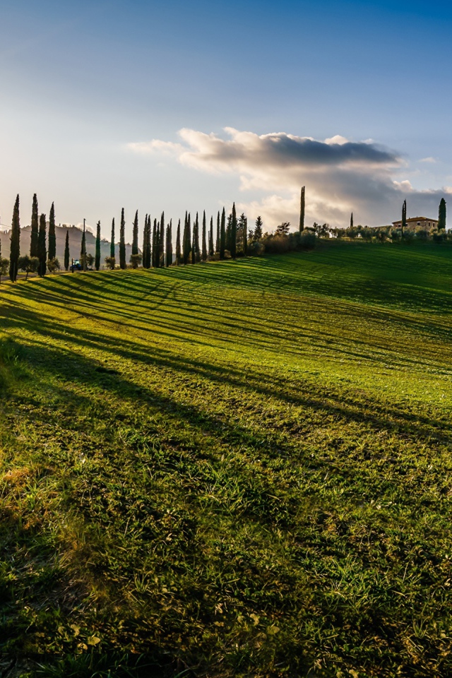 Зеленые поля в лучах солнца летом