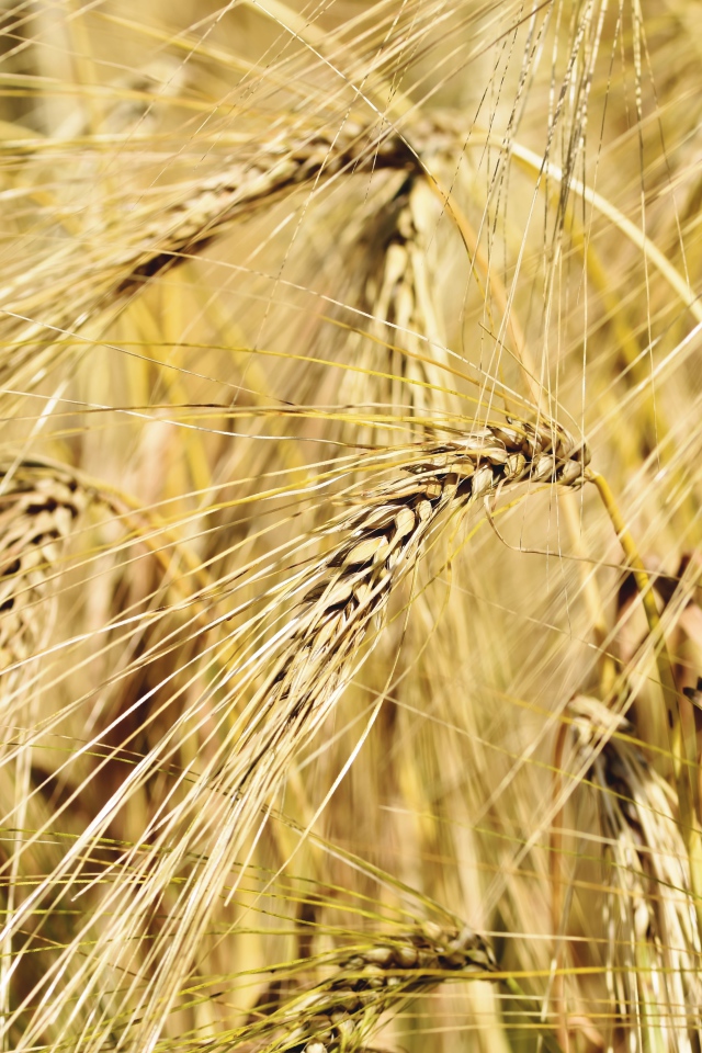 Спелые колосья пшеницы крупным планом