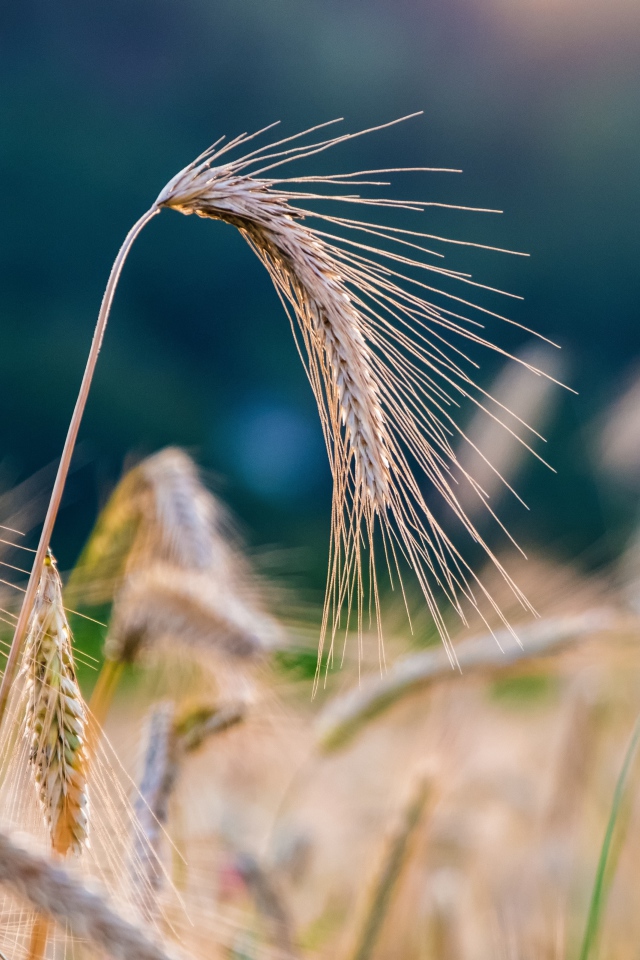 Спелые колосья пшеницы на поле крупным планом 