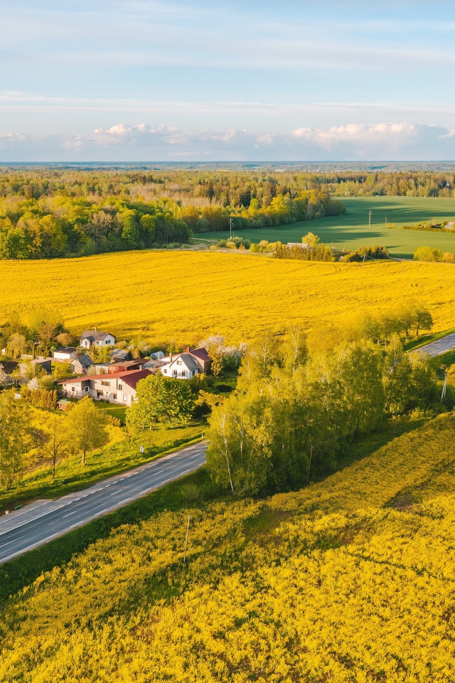 Желтые рапсовые поля, вид сверху