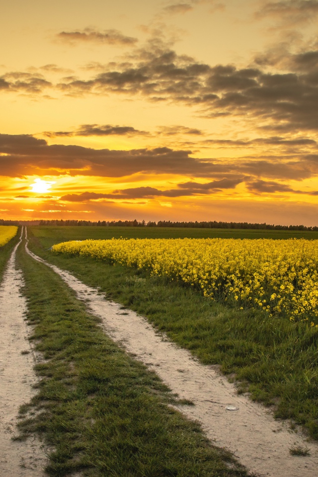 Желтые рапсовые поля на закате солнца 