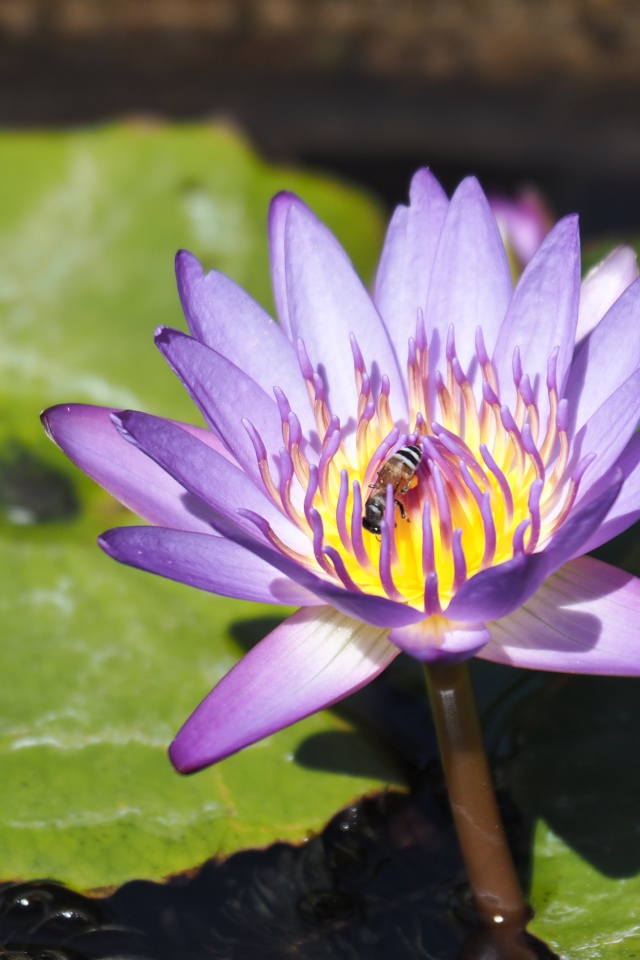 Пчела сидит на сиреневом цветке лотоса в пруду