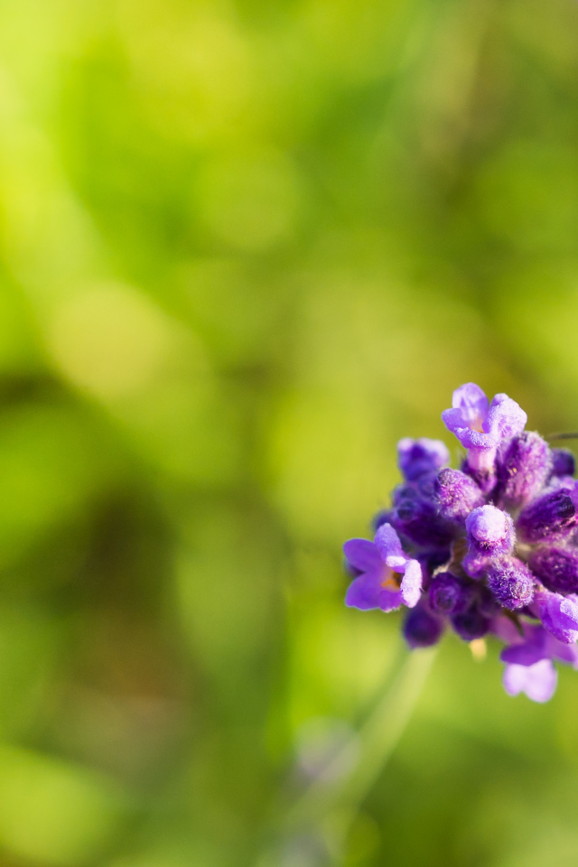 Пчела сидит на маленьком сиреневом цветке 