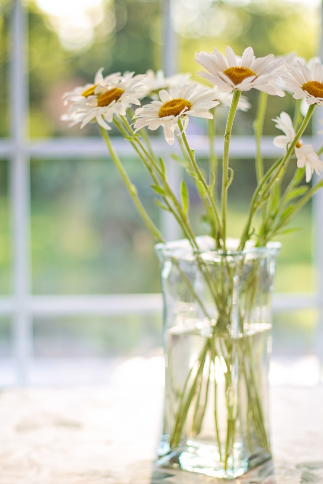 Букет ромашек в стеклянной вазе у окна 