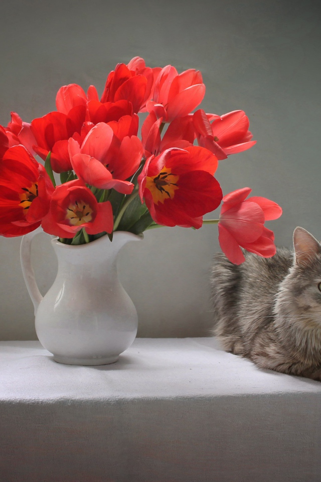 Букет красных тюльпанов в белой вазе на столе с котом