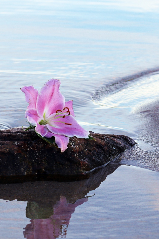 Нежный цветок лилии лежит на камне у воды