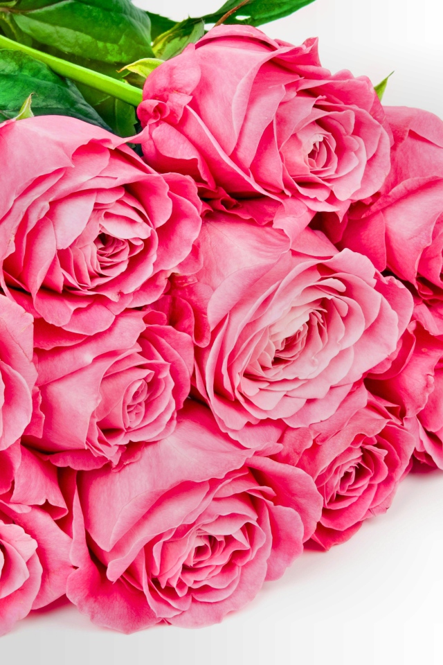 Большой букет розовых роз с зелеными листьями на белом фоне для любимой 