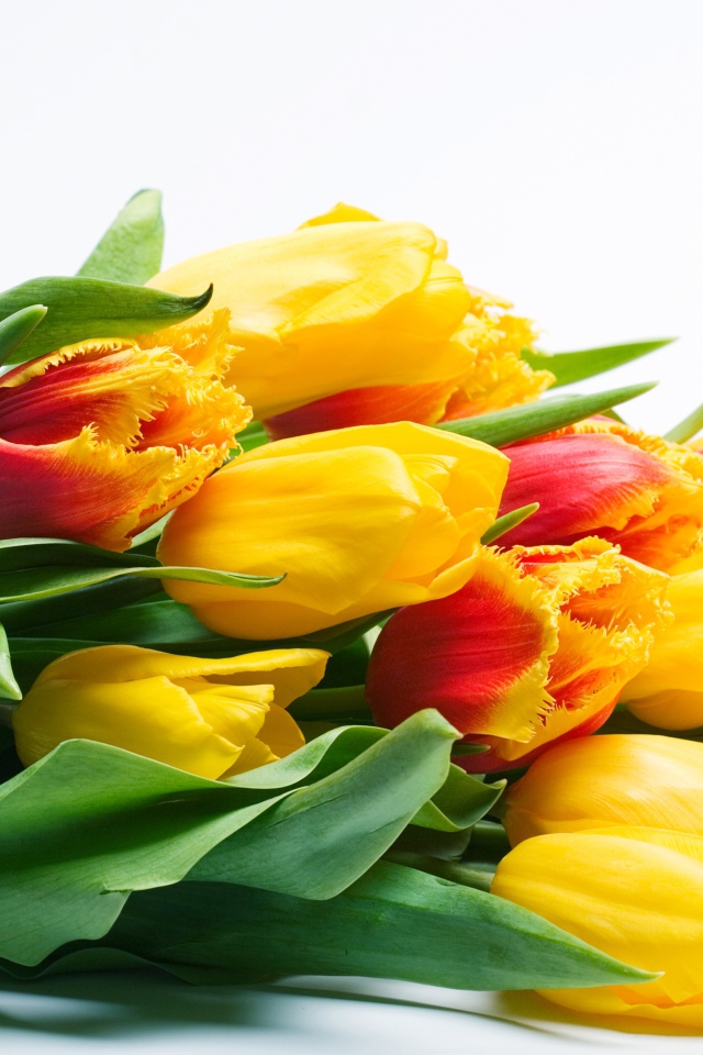 Большой букет желтых тюльпаном на белом фоне