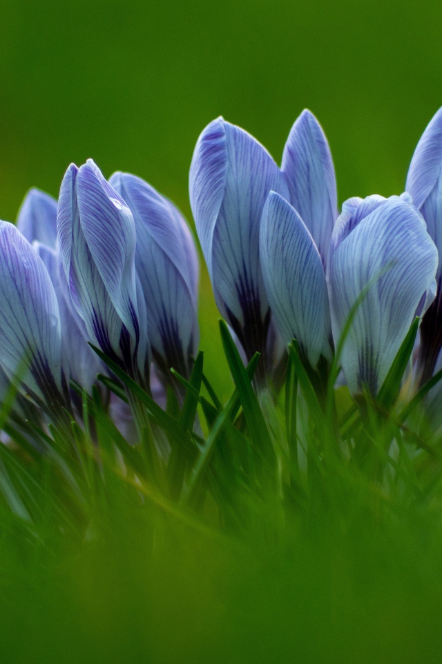 Много голубых цветов крокуса в зеленой траве 