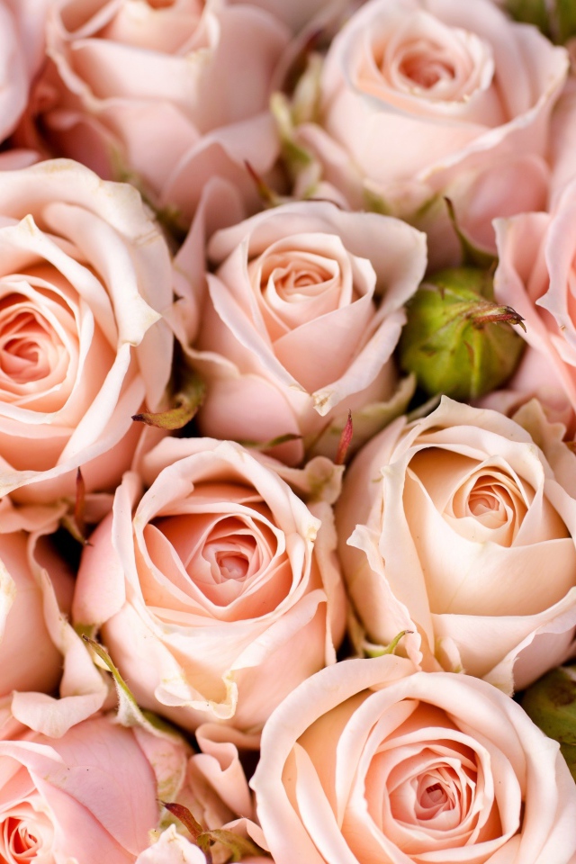 Много кремовых роз с бутонами крупным планом 