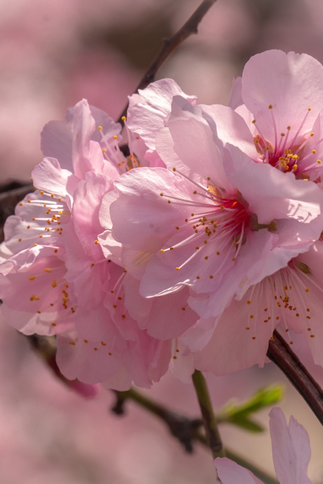 Много розовых цветов сакуры на ветке 