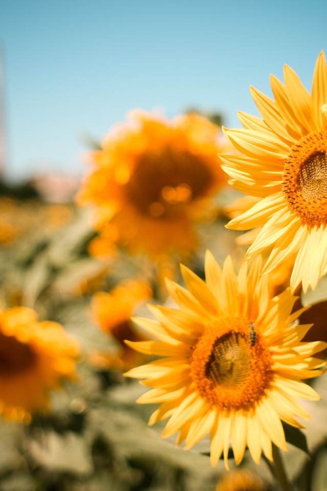 Много желтых цветущих подсолнухов на поле под голубым небом