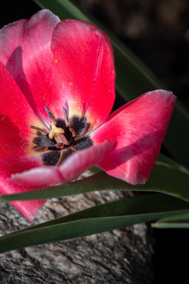 Розовый тюльпан с лучах солнца лежит на камне