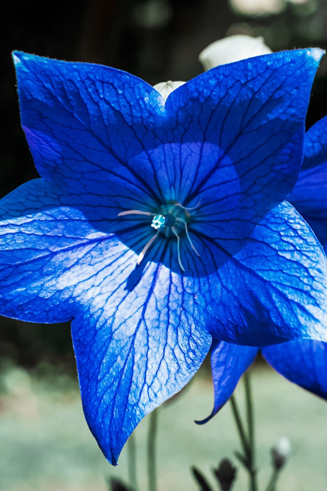 Красивые синие цветы колокольчика 
