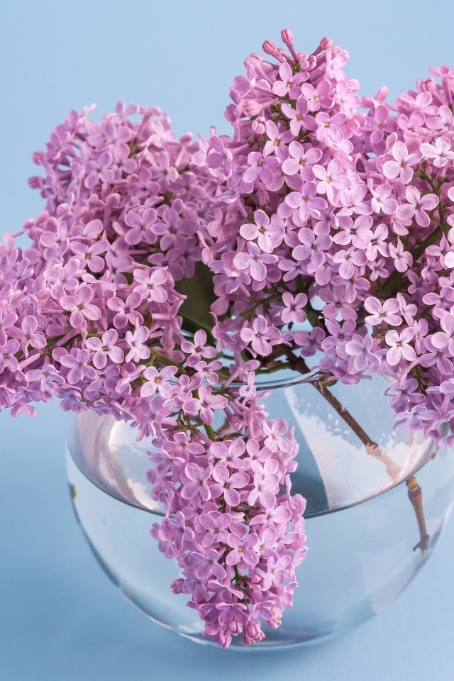 Красивый букет сирени в прозрачной вазе на голубом фоне