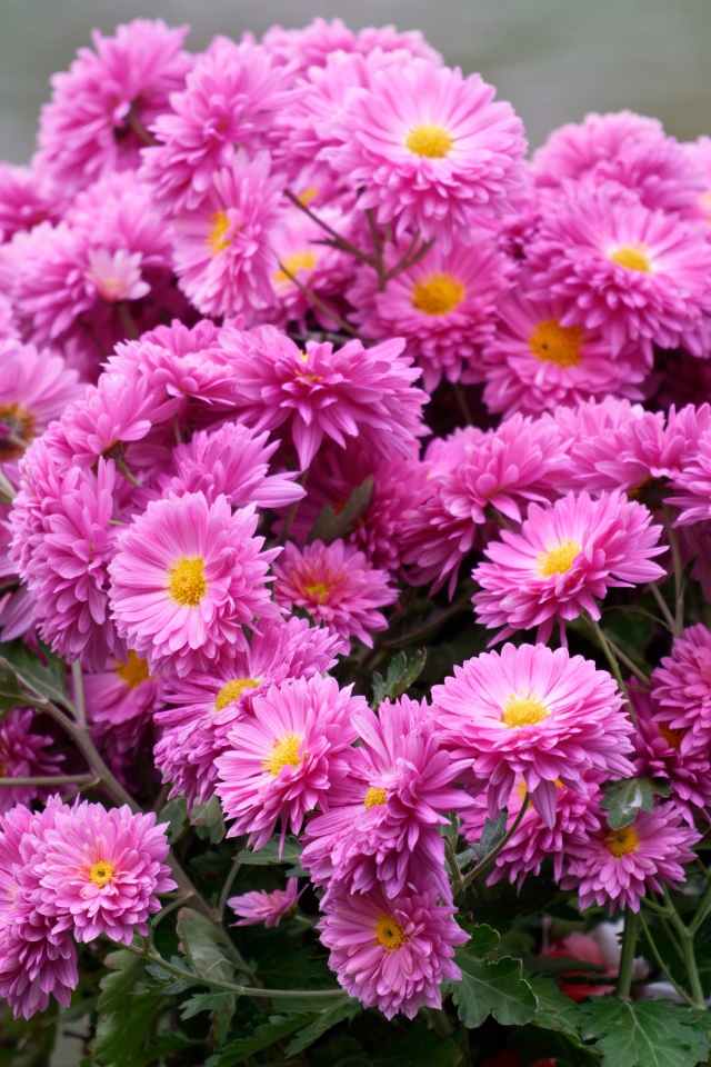 Красивый букет розовых цветов хризантемы 