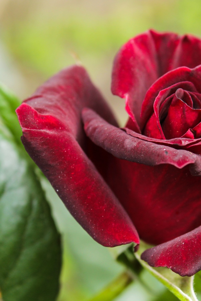 Красивая бордовая роза с зелеными листьями крупным планом