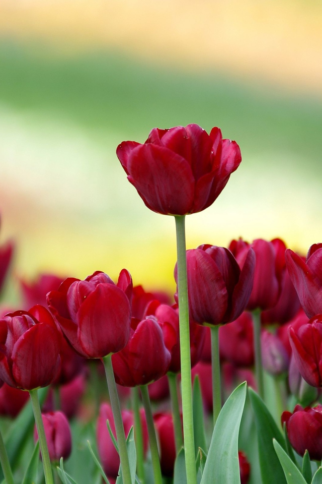 Красивые бордовые тюльпаны на клумбе 