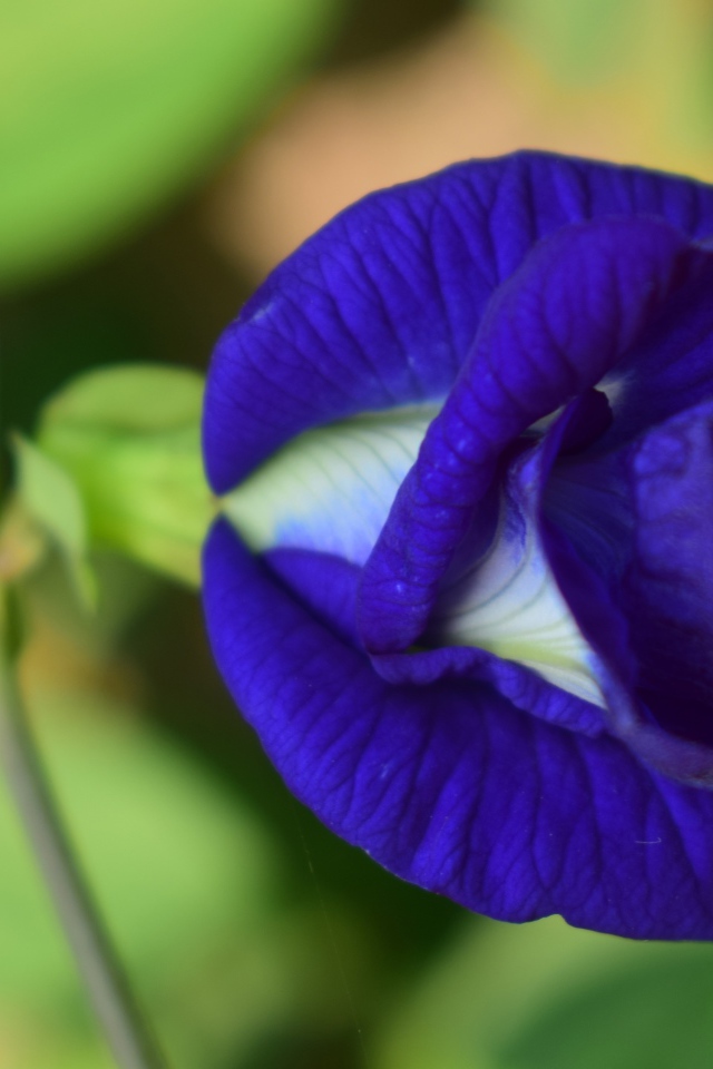 Красивый нежный синий цветок ипомеи 