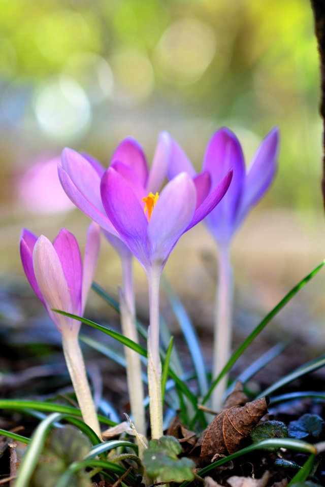 Красивые нежные сиреневые крокусы у дерева весной