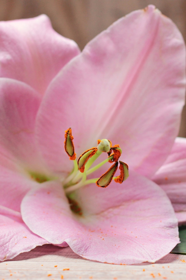 Красивая нежная розовая лилия на столе 