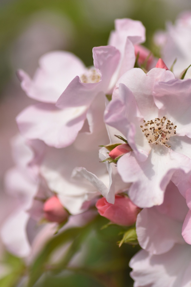 Красивые нежные розовые цветы розы