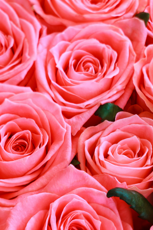 Красивые нежные розовые бутоны розы крупным планом 