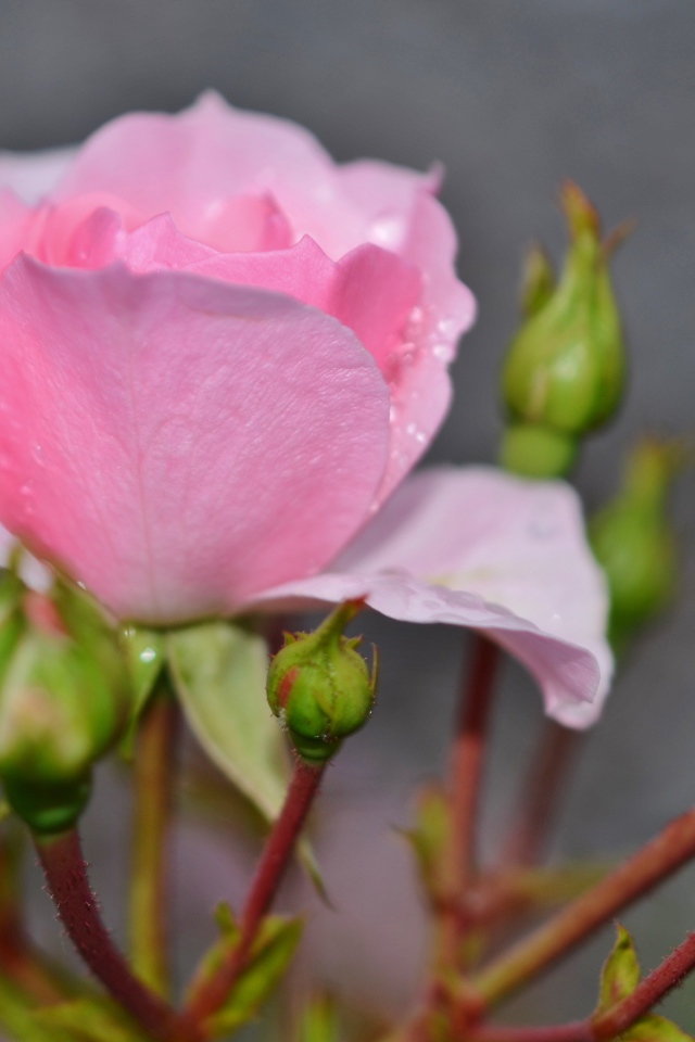 Красивые нежные розовые розы с бутонами крупным планом