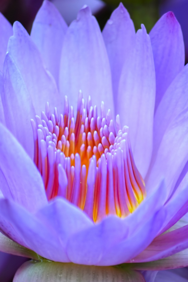 Красивый нежный фиолетовый цветок лотоса крупным планом 