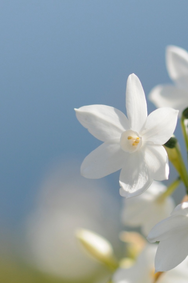 Красивые нежные белые цветы нарцисса на голубом фоне